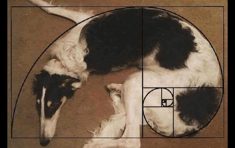 foto de um cachorro com a aplicação da proporção áurea